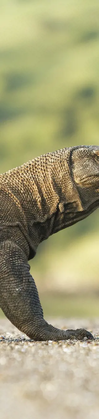 Echte Drachen erleben im Komodo Nationalpark